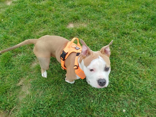 Cristina F. review of Active Harness | With Handle & Reflective - Orange image 1 out of 2