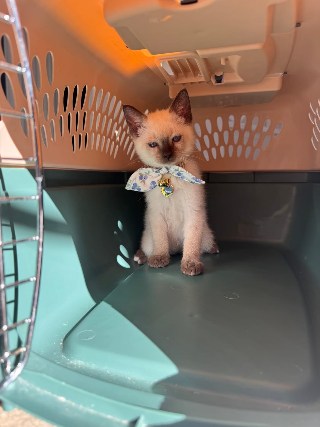 Customer photo review of Heart Shaped Cat ID Tag