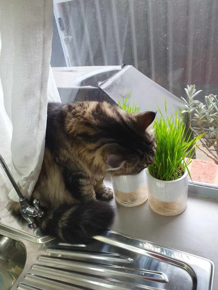 Customer photo review of Michu Cat Grass Seed Replacement Pack - The Ultimate Solution for Lush and Healthy Cat Grass Growth in Australia