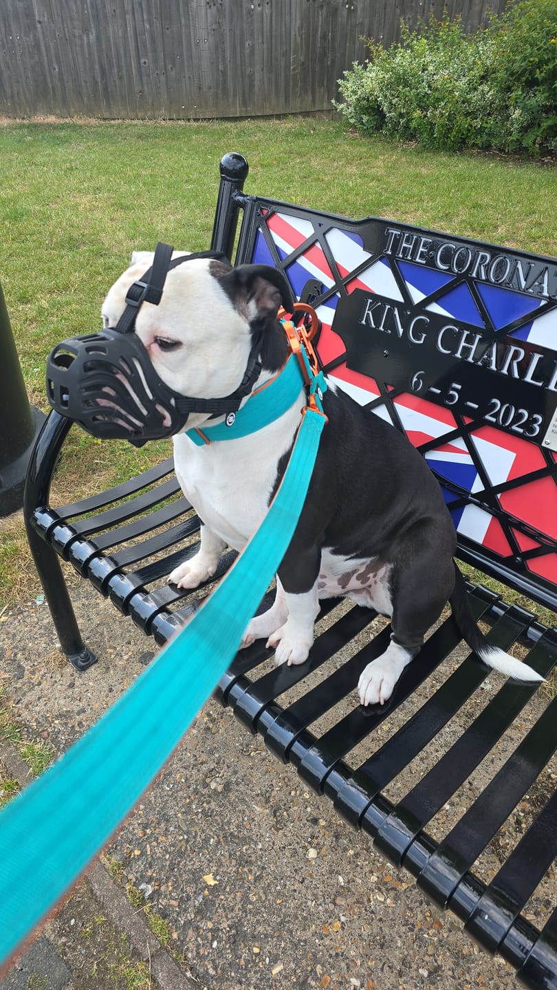 Customer photo review of 1.4m Lighter Swivel Combat Lead | Anti-Tangle & Secure Clip - Turquoise x Orange