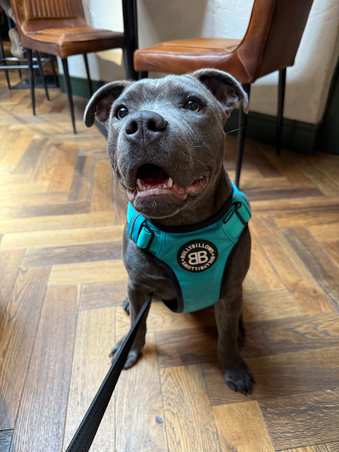 Customer photo review of Comfort Premium Harness | Non Restrictive - Turquoise