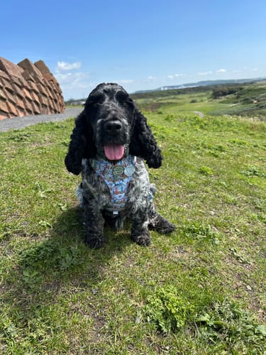 Customer photo review of ID Tag - Sandy Shores