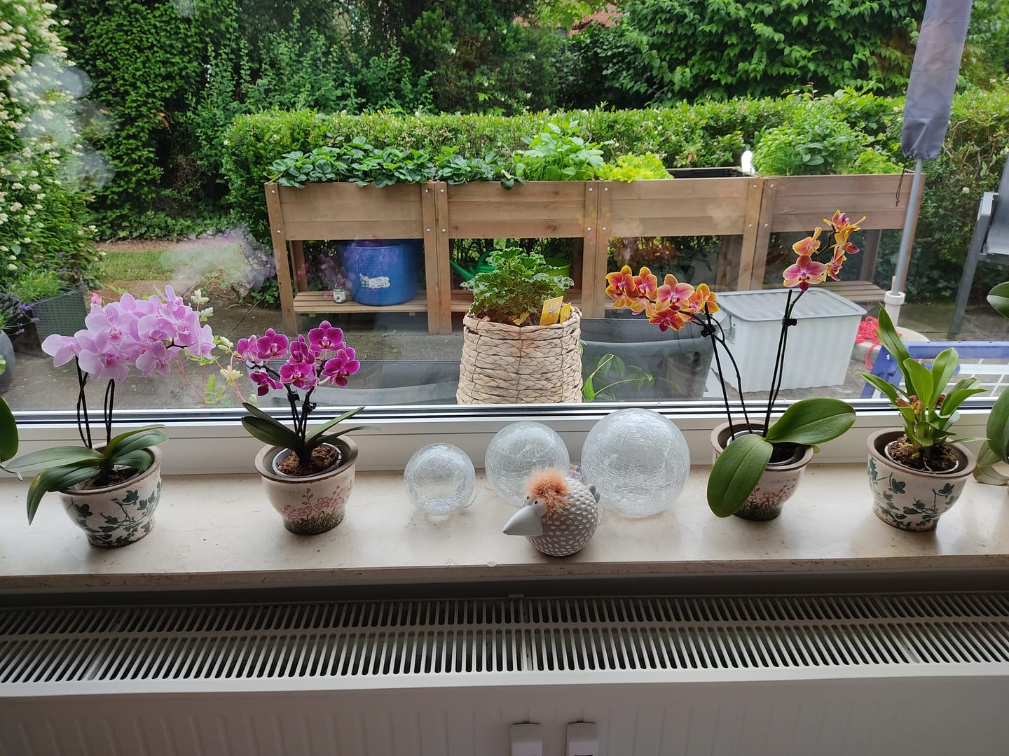 Customer photo review of Table Dance Farbmix im 3er Set mit 2 Rispen