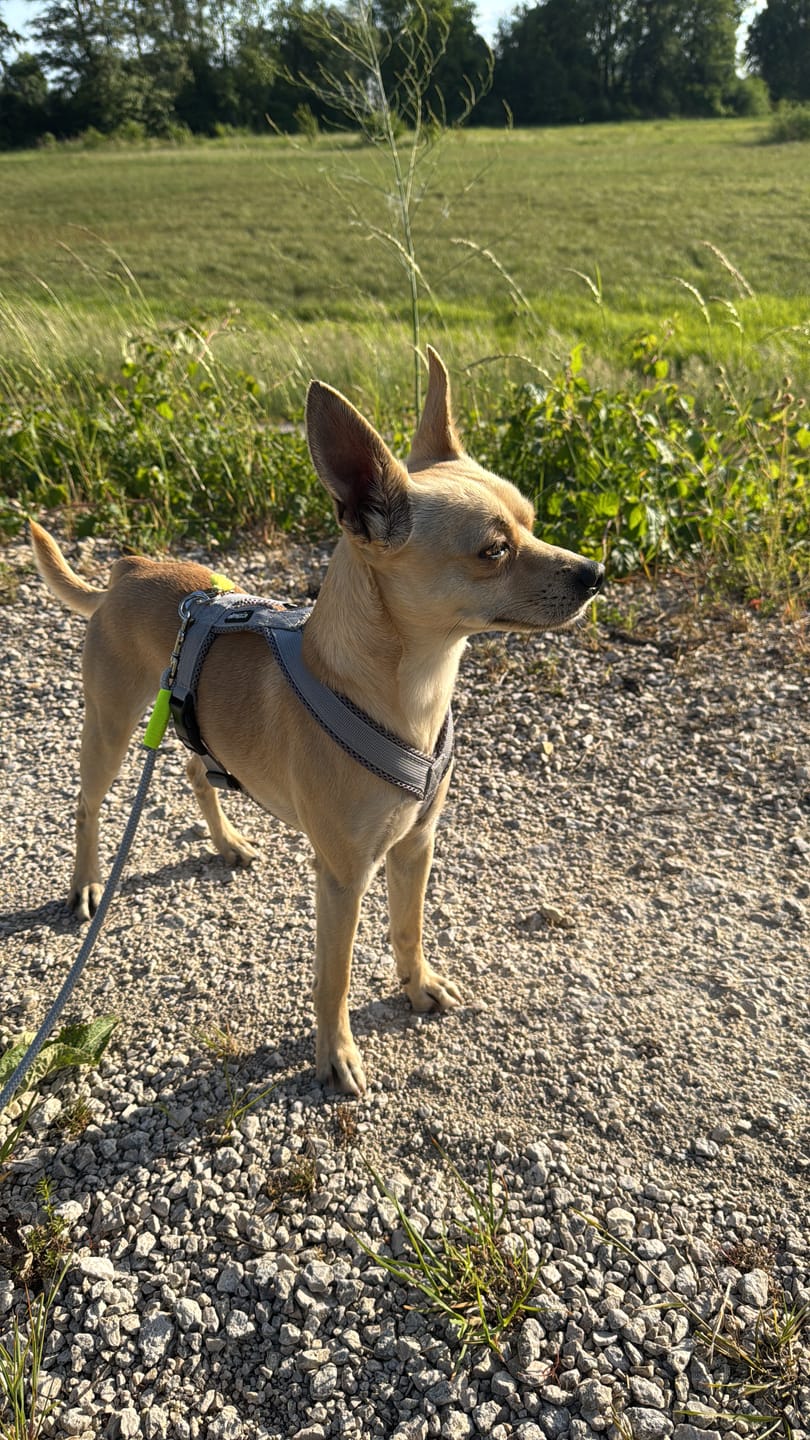 Customer photo review of Hundegeschirr FUN Welpe/Windspiel "Moon Grey"