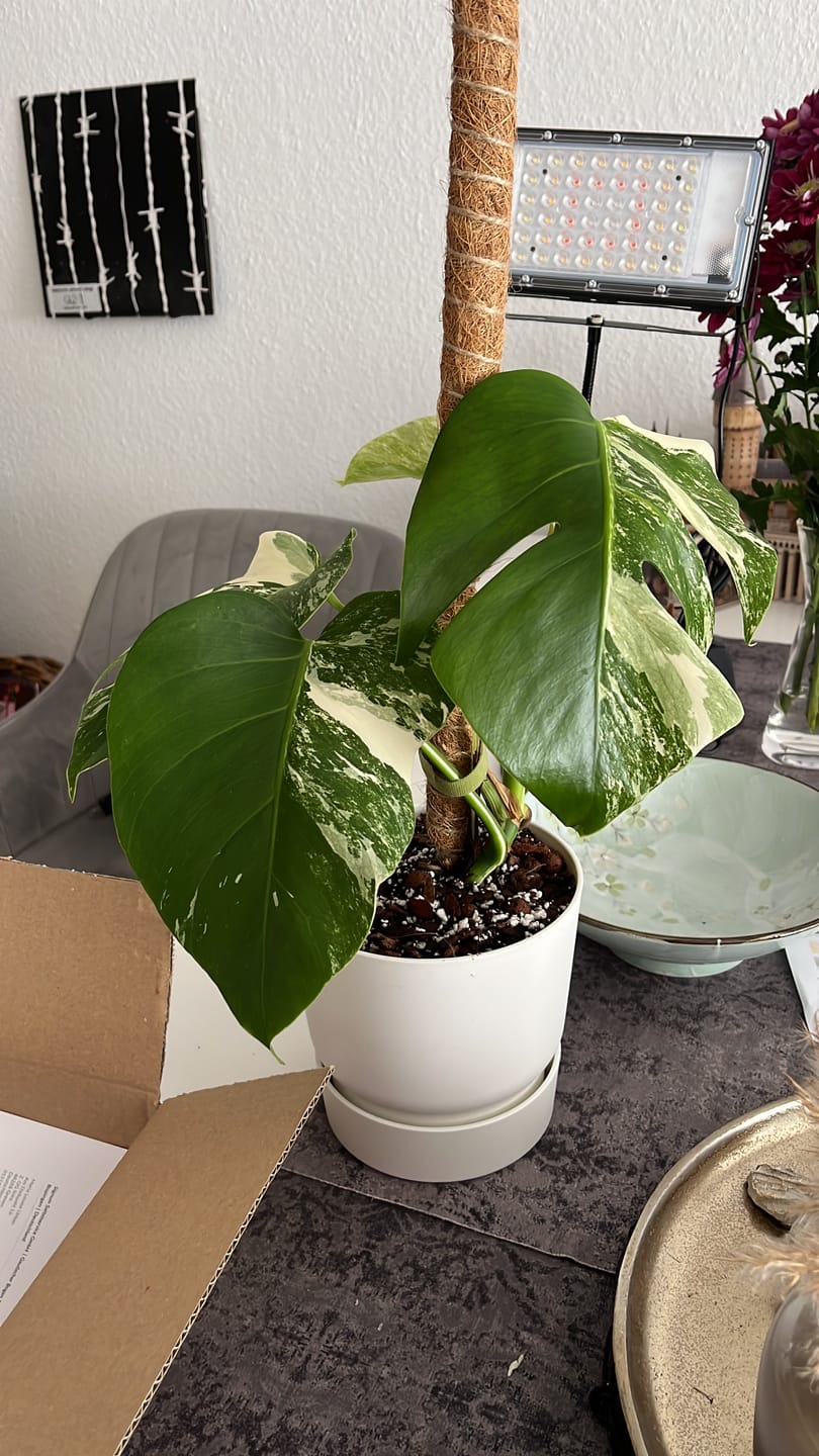 Customer photo review of MONSTERA DELICIOSA VARIEGATA