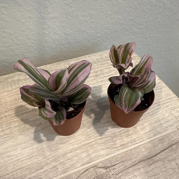 Customer photo review of Rare Tradescantia Nanouk Lilac Plant | Rare Tradescantia Pot | Rare Pink Wandering Jew | Easy care hardy indoor houseplant in a nursery pot