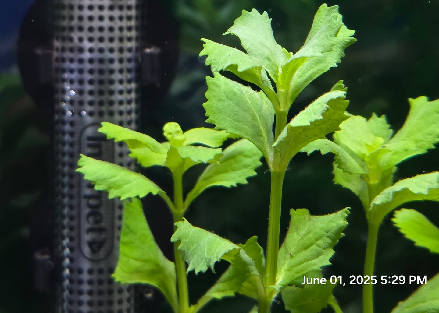 Customer photo review of Water Wisteria (Hygrophila difformis)
