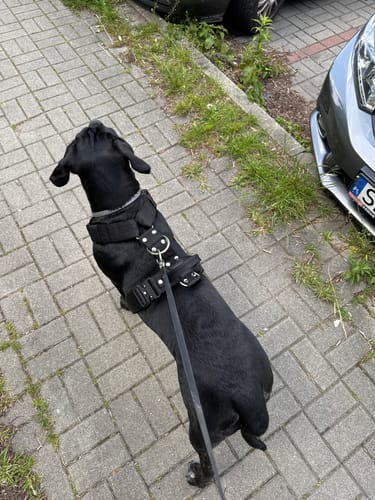 Customer photo review of Szelki z szybką klamrą - Easy Walk Extreme Czarne