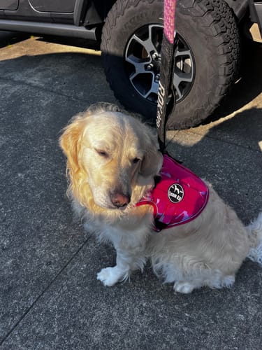Customer photo review of NEW Upgraded Tactical No-Pull Team K9™ Dog Harness with 4 Quick-Release Metal Buckles, Reinforced Front & Back D-Rings, Hook & Loop Panels, Adjustable Straps, Reflective Strips, & Top Handle