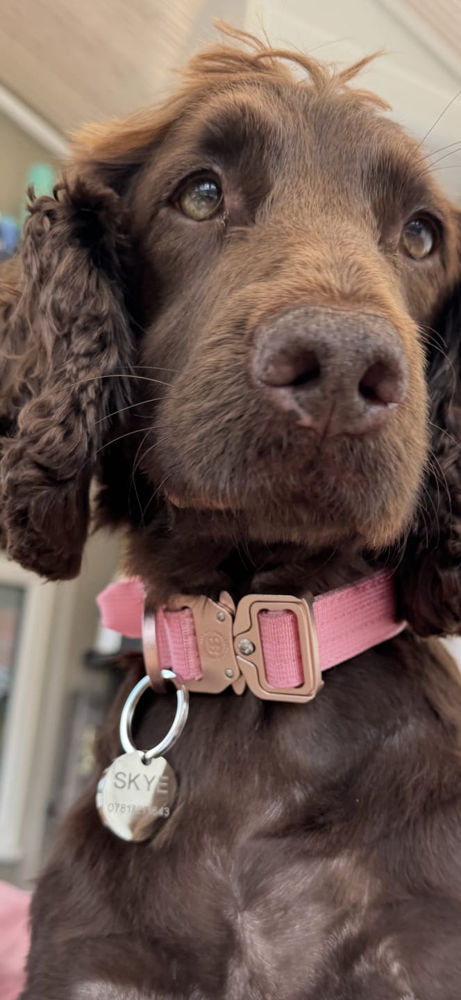 Customer photo review of 2.5cm Combat® Collar | With Handle & Rated Clip - Pink