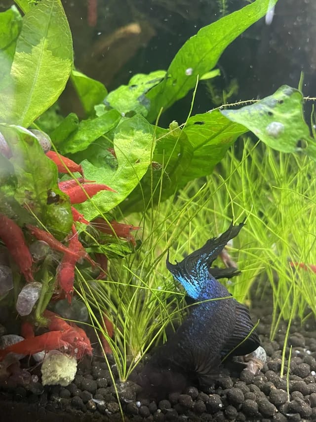 Customer photo review of Plant Package for Halfmoon Betta Fish Tank