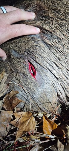 Customer photo review of Beast Broadheads - 3 Pack