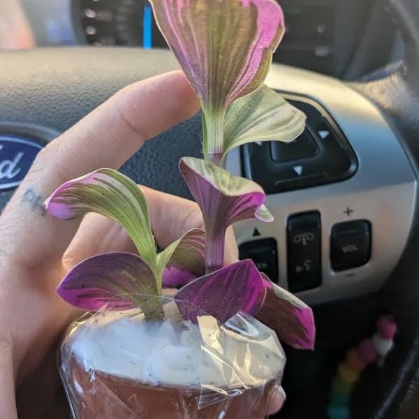 Customer photo review of Rare Tradescantia Nanouk Lilac Plant | Rare Tradescantia Pot | Rare Pink Wandering Jew | Easy care hardy indoor houseplant in a nursery pot