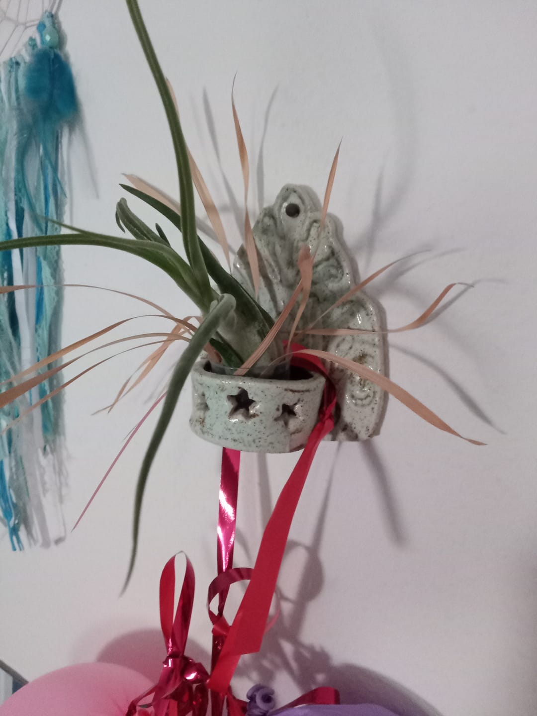 Customer photo review of Tillandsia caput medusae