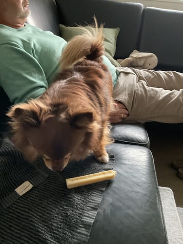 Customer photo review of Luksushund's 100% Naturlige Himalaya Osteben