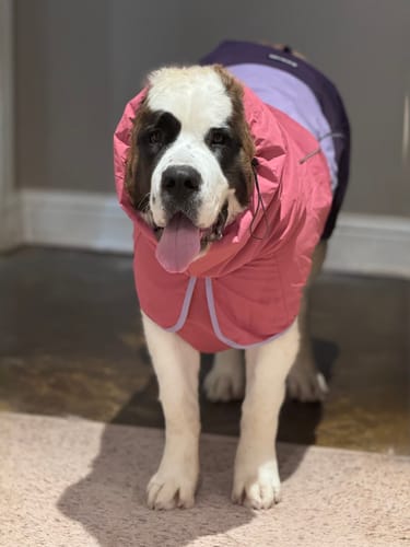 Customer photo review of Breatheshield™ Dog Raincoat - Pink Lilac Purple