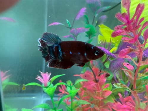 Customer photo review of Female Betta Fish Koi Red Galaxy Plakat
