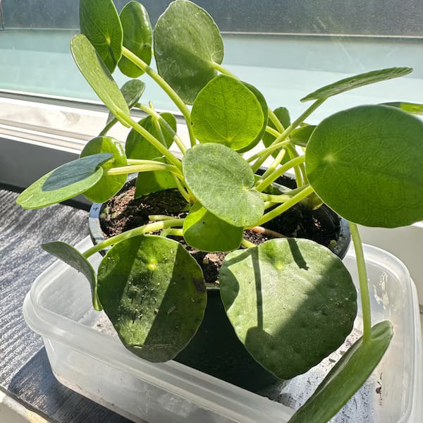 Customer photo review of Chinese Money Plant in a 4" Grow Pot - Pilea Peperomioides - Money Plant - Low Light Indoor Houseplants - Lucky Coin Plant - Air Purifier