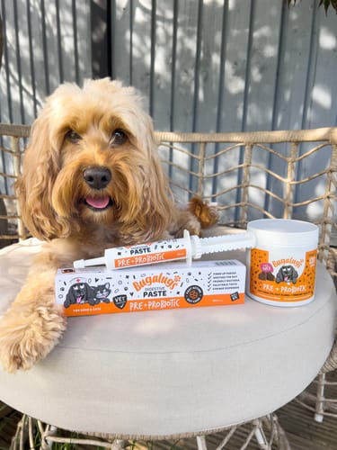 Customer photo review of Bugalugs Pre & Probiotic Digestive Paste for Dogs & Cats (30ml)