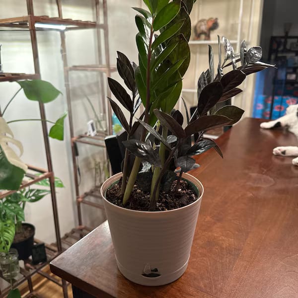 Customer photo review of Raven ZZ plant | Indoor Live Plant | Zamioculcas Zamiifolia Raven Plant | Rare Indoor Plant | Zansibar gem | ZZ Plant
