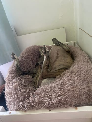 Customer photo review of Puppery Hundebett Wolke 7 - Das Original