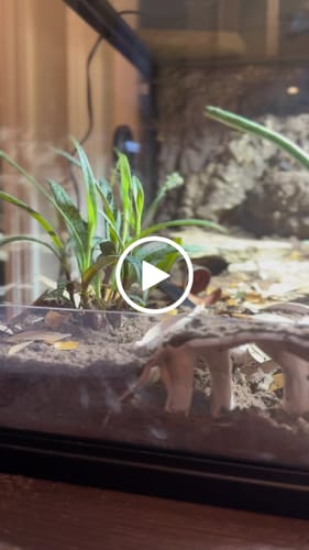 Customer video review of 85 Gallon Snake Enclosure 48''x24''x18''