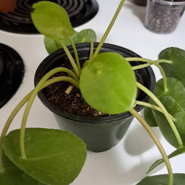 Customer photo review of Chinese Money Plant in a 4" Grow Pot - Pilea Peperomioides - Money Plant - Low Light Indoor Houseplants - Lucky Coin Plant - Air Purifier