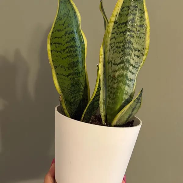 Customer photo review of Snake Plant | Mother-In-Law's-Tongue Plant | Sansevieria Zeylanica | Sansevieria Laurentii | Plants for Pets | Air Purifier Plant