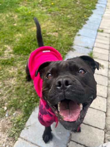Customer photo review of Fuchsia Camo Dog Hoodie