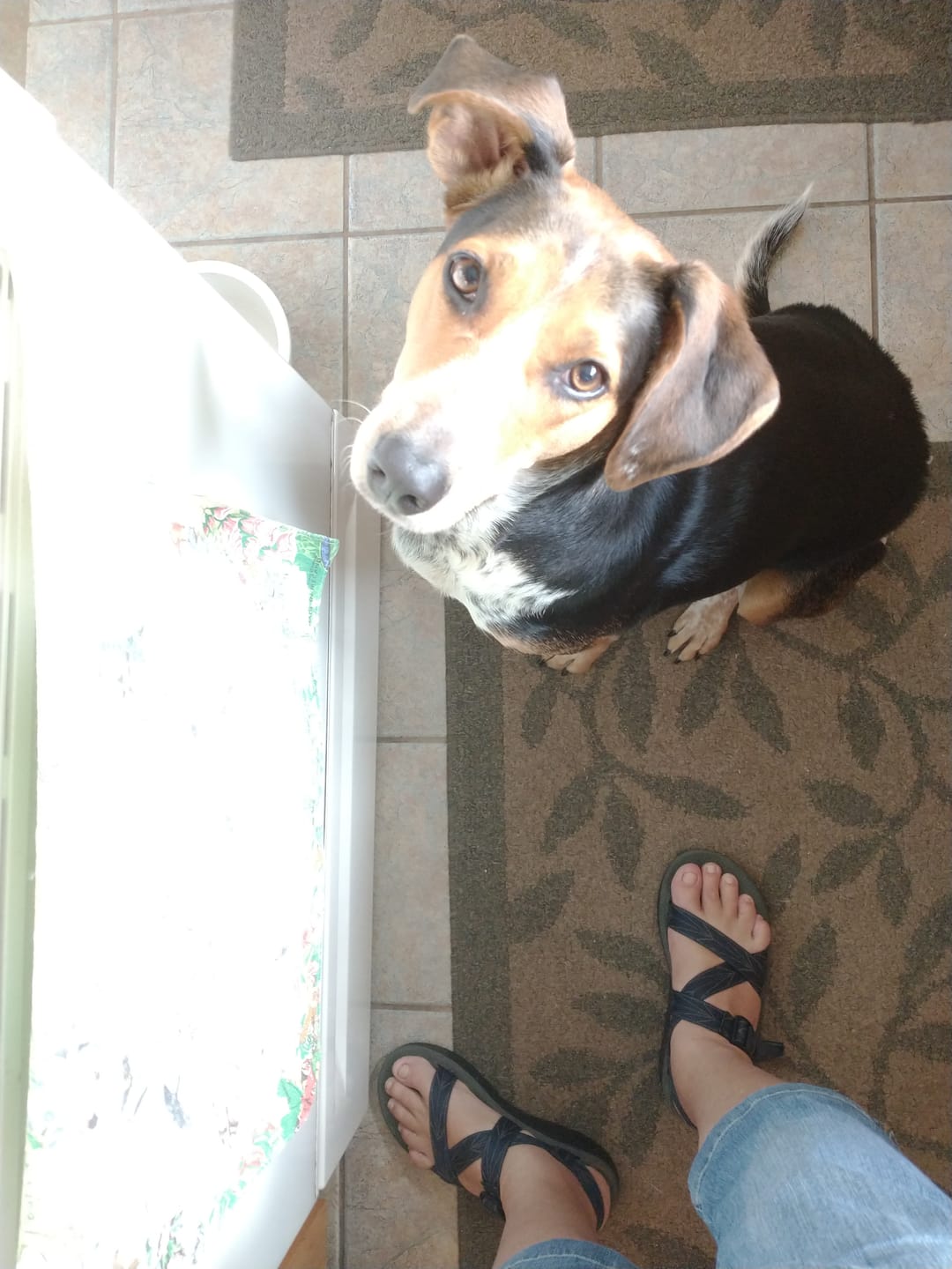 Customer photo review of 6 Inch Standard Bully Sticks