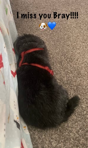 Customer photo review of Professional PLUS Pet Grooming Vacuum Kit