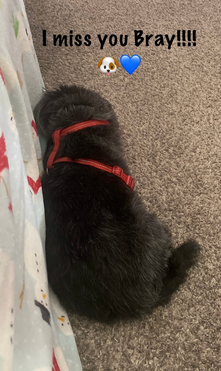 Customer photo review of Professional PLUS Pet Grooming Vacuum Kit