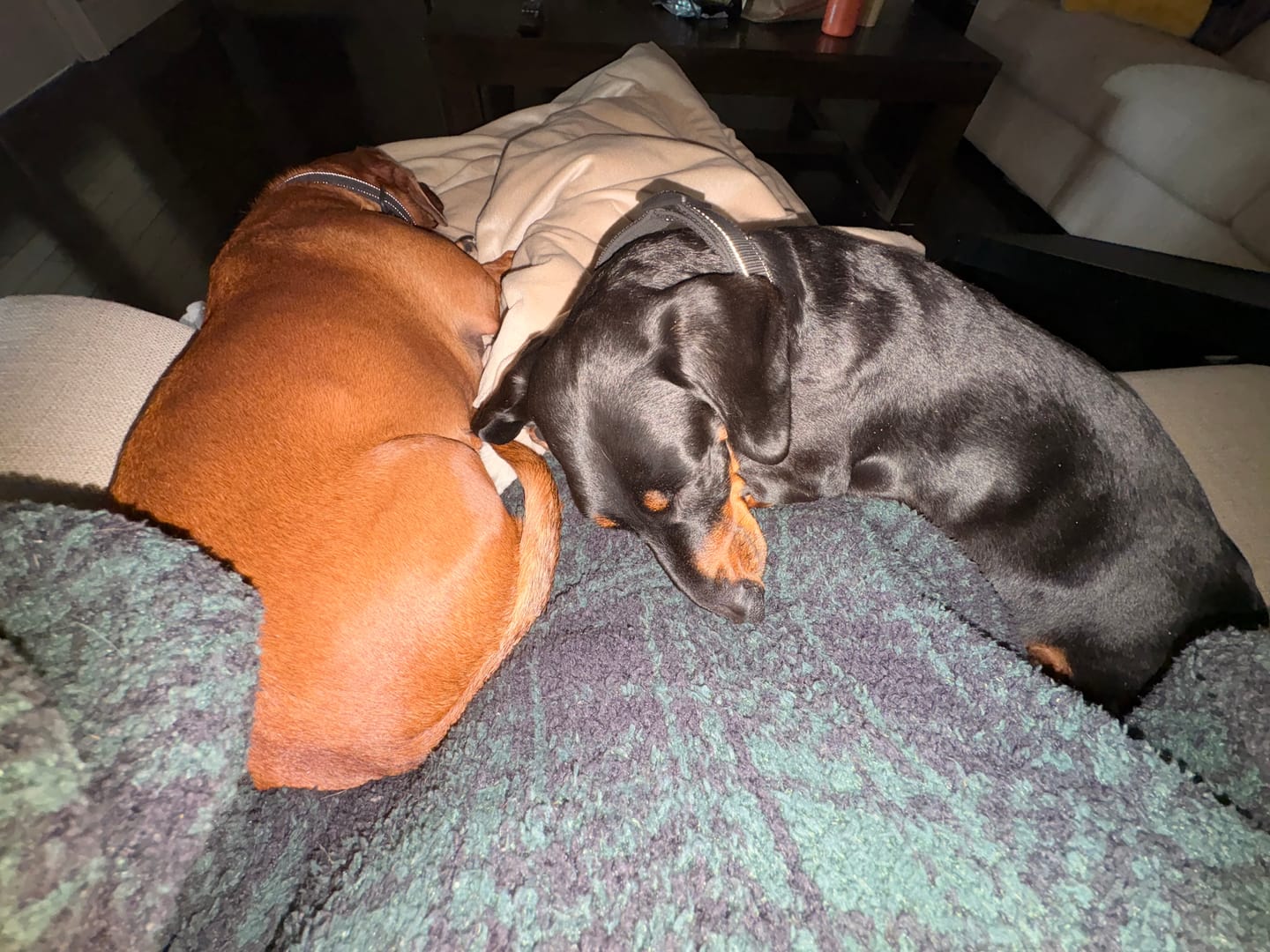 Customer photo review of Bully Bargain Bag