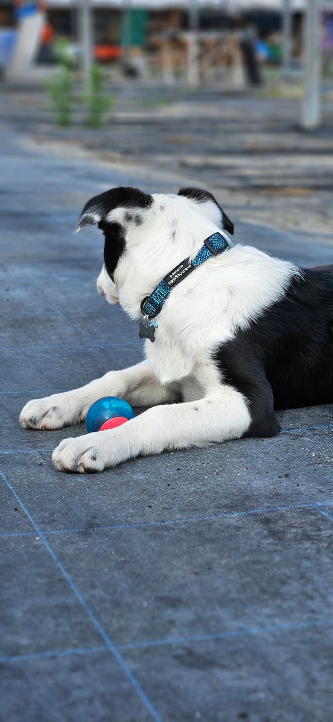 Customer photo review of Collar - Country Teal