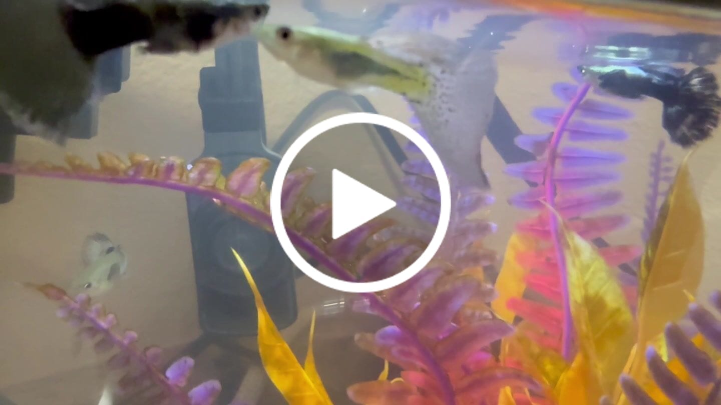 Customer video review of Blue Grass Fancy Guppy Fish