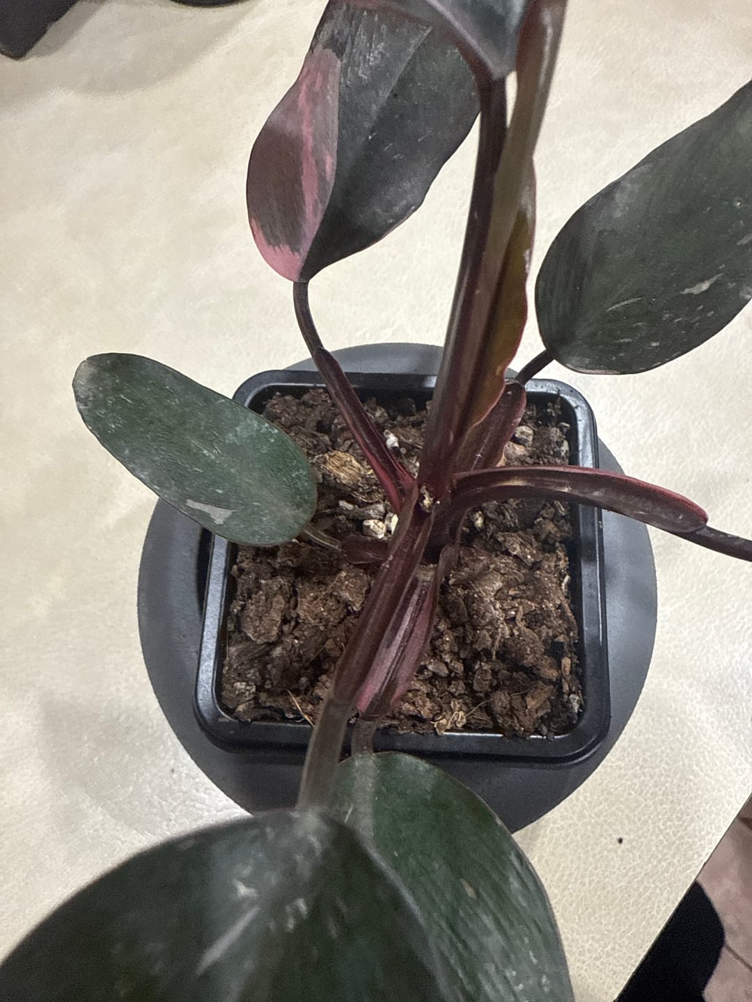 Customer photo review of Pink Princess | Philodendron - Erubescens