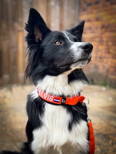 Customer photo review of Neoprene Half-Check Dog Collar with Name - M | 4Kyon