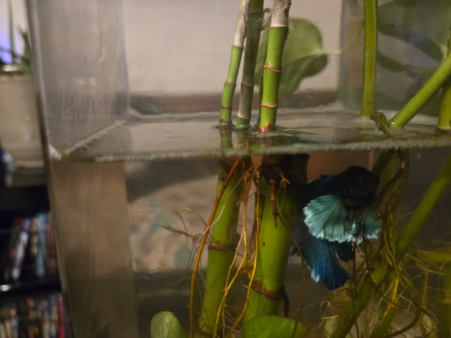 Customer photo review of Super Blue Halfmoon Male Betta Fish