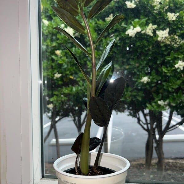 Customer photo review of Raven ZZ plant | Indoor Live Plant | Zamioculcas Zamiifolia Raven Plant | Rare Indoor Plant | Zansibar gem | ZZ Plant