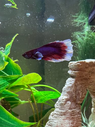 Customer photo review of Dumbo Lavender Halfmoon Male Betta Fish