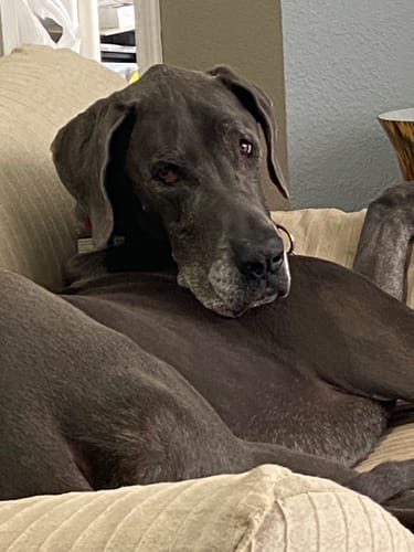 Customer photo review of Skin & Coat Special