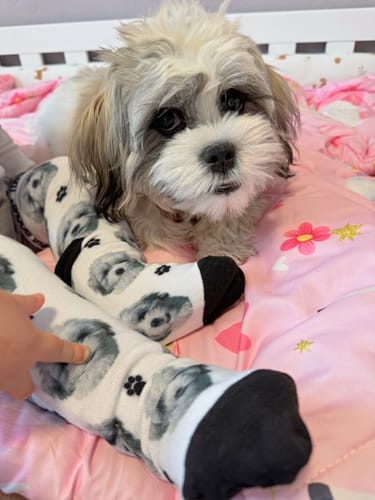 undefined review of Personalisierte Socken mit deinem Haustier image 1 out of 3