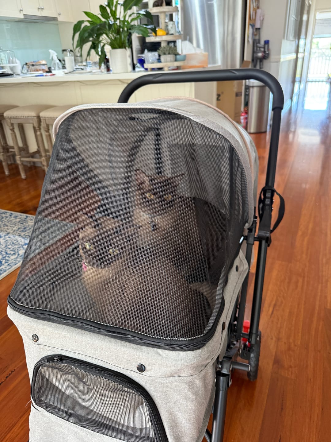 Customer photo review of PaWz Pet Dog Stroller Pram 4 Wheels