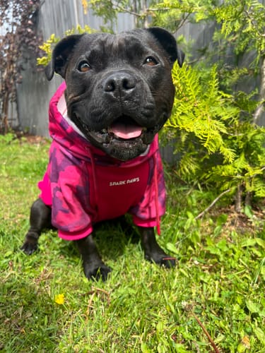 Customer photo review of Fuchsia Camo Dog Hoodie