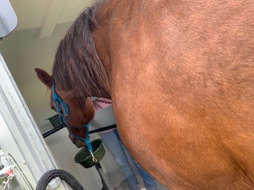 Customer photo review of Strotonin Horse Support