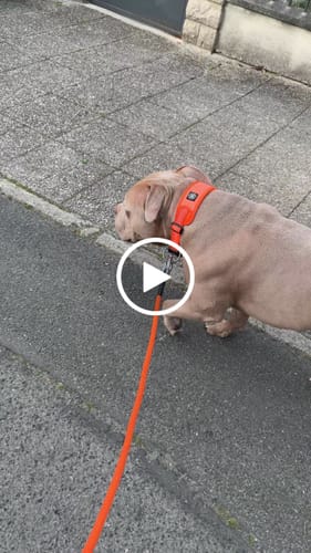 Customer video review of Slip N' Clip Collar | XS-M Breeds - Orange