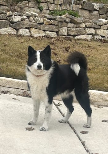 Customer photo review of Allergy & Immune Special