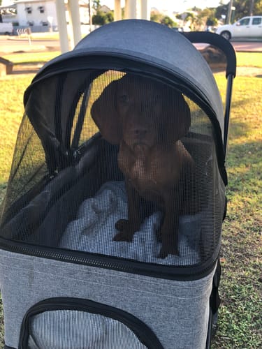 Customer photo review of PaWz Large Dog Stroller Cruiser