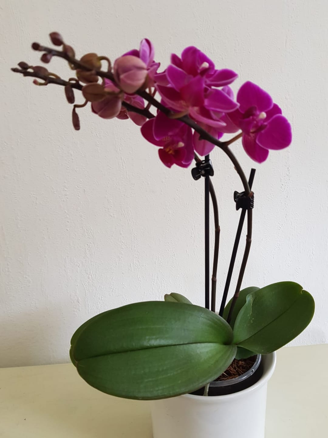 Customer photo review of Table Dance Merida mit violetten Blüten und 2 Rispen