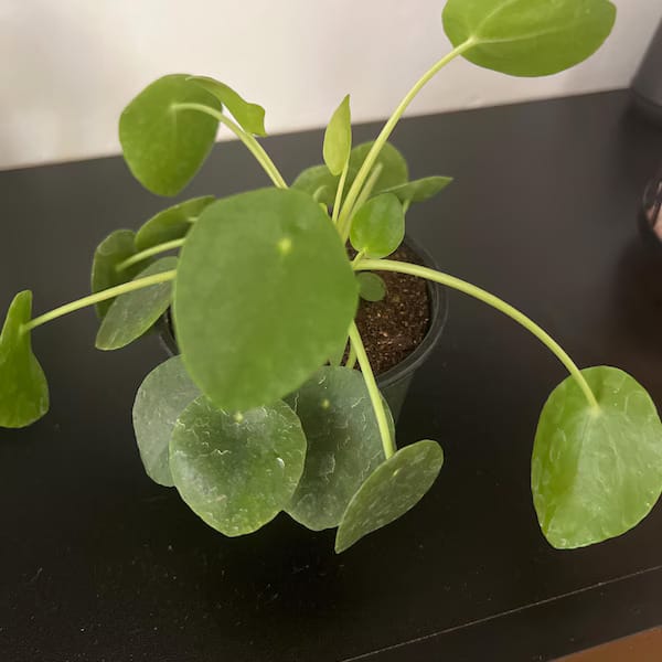 Customer photo review of Chinese Money Plant in a 4" Grow Pot - Pilea Peperomioides - Money Plant - Low Light Indoor Houseplants - Lucky Coin Plant - Air Purifier